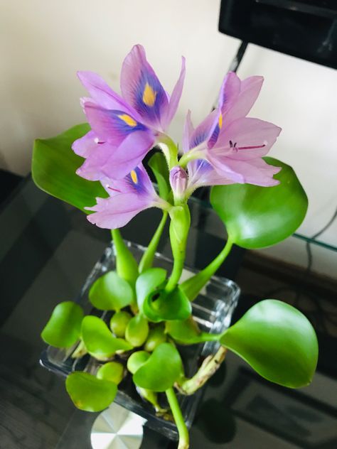 Water Hyacinth Flower, Desert Rose Plant, Hyacinth Flowers, Pineapple Wallpaper, Lawn Alternatives, Plant Goals, Fish Tank Plants, Floating Plants, Fruit Flowers