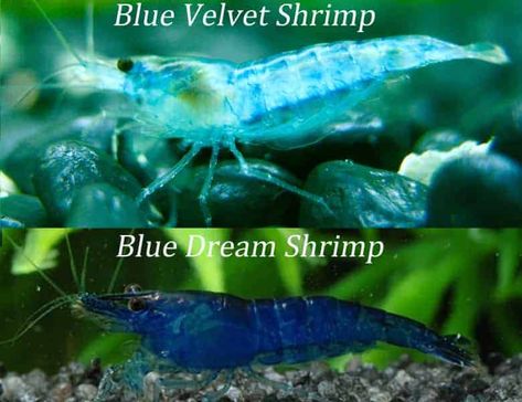 Blue Velvet Shrimp – Detailed Guide: Care, Diet and Breeding - Shrimp and Snail Breeder Blue Velvet Shrimp, Blue Dream Shrimp, Fluffiest Friends, Betta Breeding, Pet Shrimp, Blue Shrimp, 10 Gallon Fish Tank, Snail Tank, Red Cherry Shrimp