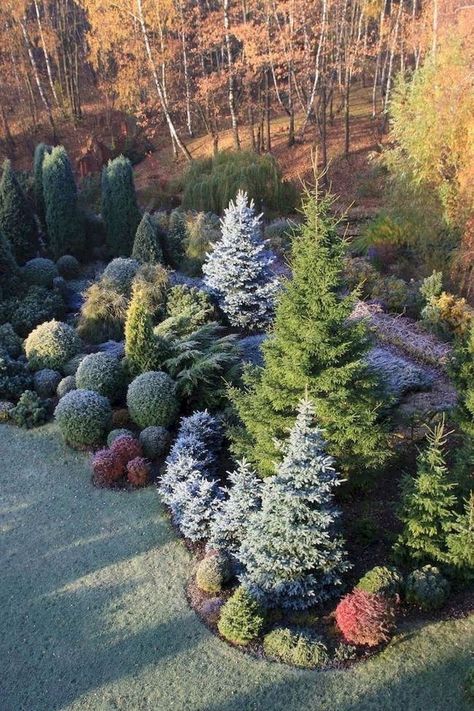 Japanese Garden Backyard, Japanese Gardens Design Ideas, Evergreen Landscape, Conifers Garden, Evergreen Garden, Privacy Landscaping, Japanese Garden Design, Front Landscaping, Garden Care