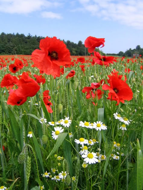 Flanders Poppy, Wild Flower Meadow, Poppy Fields, Happy Sabbath, Poppy Painting, Poppy Flowers, Poppy Field, Poppy Flower, Flower Field