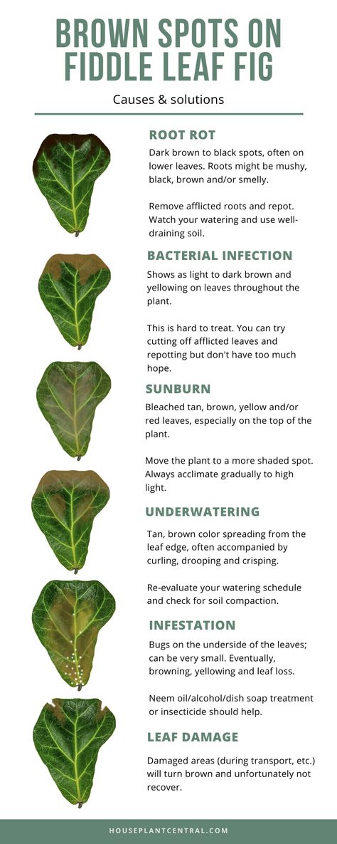 Is your fiddle leaf fig houseplant not looking so hot? Figuring out what's wrong is essential to being able to figure out the issue. Find out the most common fiddle leaf fig problems. #houseplants #plants #indoorgarden Houseplant Pots Ideas, Fiddle Leaf Tree Pot Ideas, Fiddle Leaf Fig Tree Care, Fiddle Fig Tree Indoor, Repotting Fiddle Leaf Fig Tree, Indoor Plants Care Tips, Fiddle Leaf Tree Care, Fiddle Leaf Fig Tree Indoor, Fig Tree Care