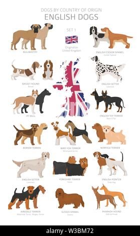 Dogs by country of origin. English dog breeds. Shepherds, hunting, herding, toy, working and service dogs set. Vector illustration Stock Vector Image & Art - Alamy British Dog Breeds, Irish Dog Breeds, Dog Breeds Chart, Types Of Dogs Breeds, British Dog, English Dogs, Dog Breeds List, Busy Books, Canine Art