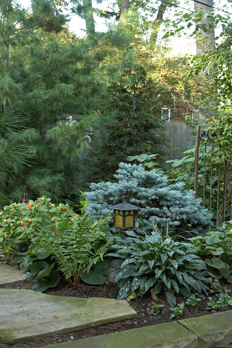 Low Maintenance Backyard, Evergreen Landscape, Backyard Shade, Small Front Yard Landscaping, Small Front Yard, Front Yard Design, Easy Landscaping, Low Maintenance Landscaping, Low Maintenance Garden