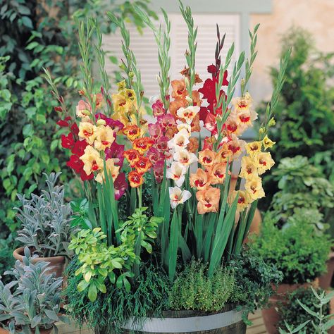 http://makinbacon.hubpages.com/hub/gladiolusgrowplantcaremeaning Gladiolus Bulbs, Gladiolus Flower, Bonsai Flower, Gladioli, Garden Bulbs, Flower Landscape, Container Flowers, Bulb Flowers, Planting Bulbs