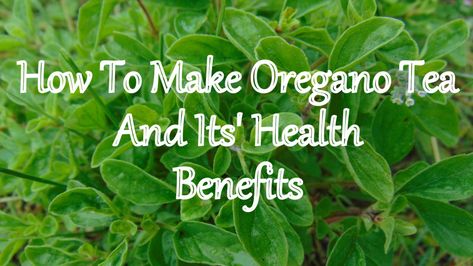 Oregano Tea Benefits Remedies, Oregano Tea, Oregano Tea Benefits, Tea For Cough, Sore Throat And Cough, Tea Remedies, Natural Medicine Cabinet, How To Help Nausea, Best Herbal Tea