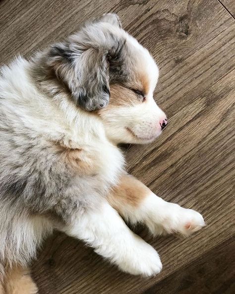 Cute Dogs Images, Very Cute Puppies, Aussie Puppies, Mini Aussie, Australian Shepherd Puppies, Really Cute Puppies, Cute Dog Photos, Cute Animals Puppies, Very Cute Dogs