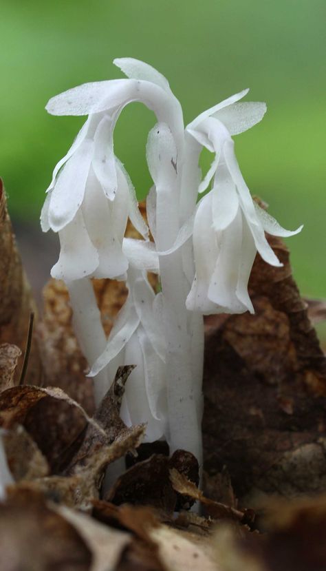 I love the pure white Indian Pipes that grow in the forest.  There isn't any green at all on this flower. Corpse Plant, Monotropa Uniflora, Ghost Pipe, Ghost Flower, Slime Mold, Ghost Plant, Lichen Moss, Mushroom Pictures, Matka Natura