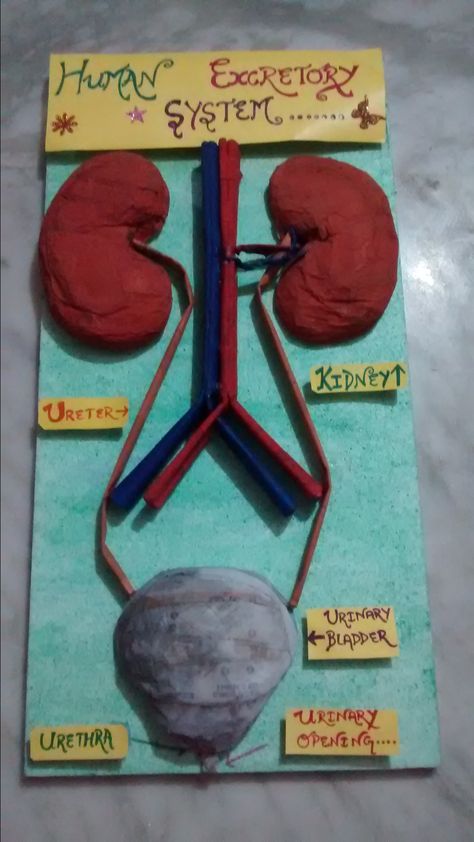 Excretory System Projects, Excretory System Model, Human Excretory System, Science Project Models, Human Kidney, Medical Projects, Excretory System, Tractor Cake, Biology Projects