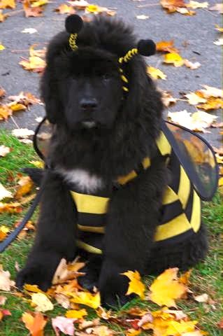 Thurber, Newfoundland puppy, Halloween bee costume Halloween Bee, Newfoundland Puppy, Socializing Dogs, Newfoundland Puppies, Dog Valentine, Bee Dog, Newfoundland Dogs, Bee Costume, Terra Nova