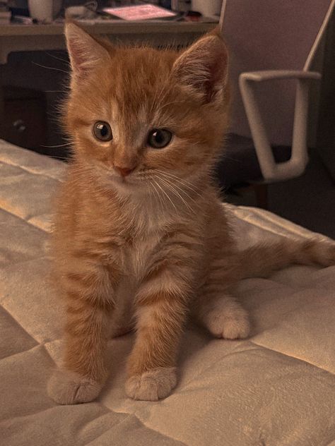 Orange Kitten, Orange Kittens, Tree Sunset, World Nature, Orange Tabby Cats, Silly Cats Pictures, Cat Pose, Kitty Meow, Cute Cats Photos