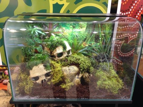 snake vivarium jungle skulls Snake Vivarium, Tarantula Enclosure, Snake Cages, Pet Tarantula, Diy Reptile, Terrariums Diy, Snake Terrarium, Snake Enclosure, Gecko Terrarium