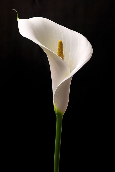 "Calla Liliya on black background. Elegant flower Please note this is an INSTANT DIGITAL DOWNLOAD  NO PHYSICAL PRINT will be shipped to your address. Frame is not included. You will receive 5 High resolution JPG Image files at 300 dpi in the following sizes: File 1:   4:5 Ratio file for printing: in inch: 4x5\" , 8x10\" , 11x14\", 12x15\", 16x20\" in cm: 10x12cm, 20x25cm, 28x35cm, 30x38cm, 40x50cm File 2:  3:4 Ratio file for printing: in inch: 6x8\" , 9x12\" , 12x16\" , 15x20\", 18x24\" in cm: 1 Calls Lily, Calla Lily Art, White Flower Photography, Cala Lilly, 300 Dpi Images, Calla Flower, Lilly Photography, Collage Flowers, Flowers Minimalist