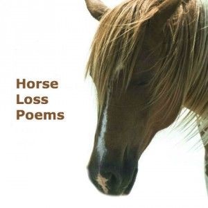 Horse Loss Sympathy, When A Horse Dies Quotes, The Best Horses In Heaven Have No Tail Poem, Old Horse Quotes, Loss Of Horse, Losing A Horse Quotes, Horse Quotes Meaningful Short, Losing A Horse, Pony Quotes