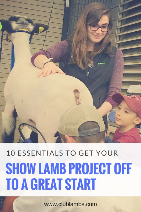 Make sure you know these ten essentials (plus three key tips) when starting your show lamb project. 4h Leader, Showing Lambs, Lamb Showing, Raising Sheep, Livestock Judging, Sheep Pen, Show Rabbits, 4 H Club, Sheep Shearing