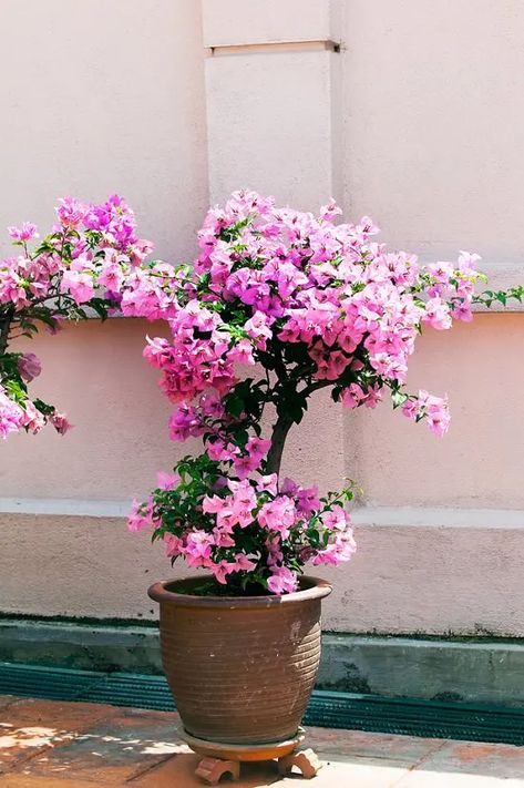 Bougainvillea Care, Potted Plants Patio, Kaktus Dan Sukulen, Tanaman Pot, Potted Plants Outdoor, نباتات منزلية, Plants Outdoor, Container Gardening Flowers, Winter Plants