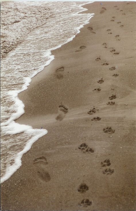 Dog Paws in the Sand Vision Board Pictures Dog, Couple And Dog Photoshoot Beach, Beach Dog Aesthetic, Dog Beach Aesthetic, Dog Love Aesthetic, Dog Walks Aesthetic, Dog Paw Aesthetic, Beach Photos With Dog, Dog Owner Aesthetic