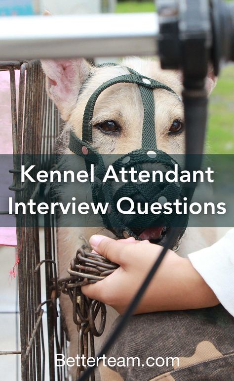 Top 5 Kennel Attendant interview questions with detailed tips for both hiring managers and candidates. Veterinary Assistant, Job Description Template, Veterinary Technician, Interpersonal Skills, Veterinary Clinic, Job Board, Job Title, Job Description, Problem Solving Skills