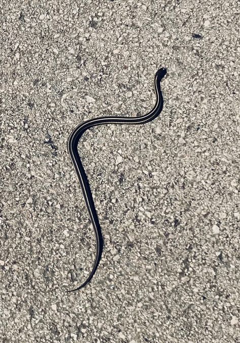 Lil grass snake..out & about in springs warm weather today Grass Snake, Snake In The Grass, Weather Today, The Grass, Tigers, Warm Weather, Amsterdam, Springs, Bears