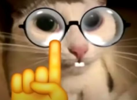 Don't worry, he might be cute nerd. Nerd Cat Pfp, Nerd Cat, Nerd Funny, Nerd Emoji, Cute Nerd, Cat Images, Nerd Humor, Cute Pics, Emoji Faces