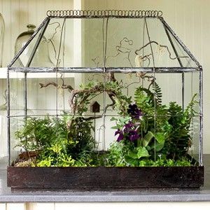 This is so beautiful.  I would put it in the corner of the living room : ) Terrarium Rabbit Foot Fern, Wardian Case, Mini Serre, Compost Tumbler, Beautiful Terrariums, Decoration Plante, Indoor Gardens, Garden Terrarium, Terrarium Plants