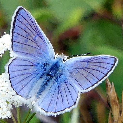 Blue Copper Lycaena heteronea Boisduval, 1852 | Butterflies and Moths of North America Blue Luna Moth, Blue Copper Butterfly, Blue Pansy Butterfly, Blue Moth Aesthetic, Blue Moth Tattoo, Butterfly Wings Design, Pretty Moths, Karner Blue Butterfly, Winter Butterfly