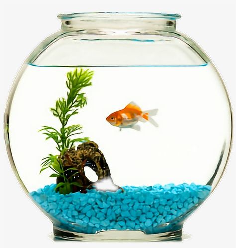 Cute Fish Bowl Ideas, Fish Bowl Aesthetic, Fish In Fish Bowl, Apple Nursery, Fish In Tank, Fish Bowl Ideas, Fish Tank Drawing, Goldfish Aesthetic, Gif Transparent Background