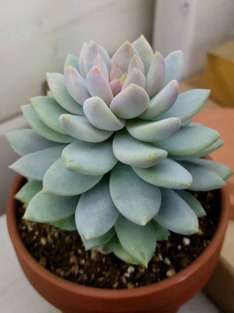 Sedeveria 'Lilac Mist' #sedeveria #succulentopedia #succulents #CactiAndSucculents #succulent #SucculentPlant #SucculentPlants #SucculentCollection #SucculentGarden #DesertPlants Succulent Bouquet, Succulent Garden Diy, Cactus Types, Types Of Succulents, Colorful Succulents, Succulent Gardening, Succulents Indoor, Desert Plants, Succulent Arrangements