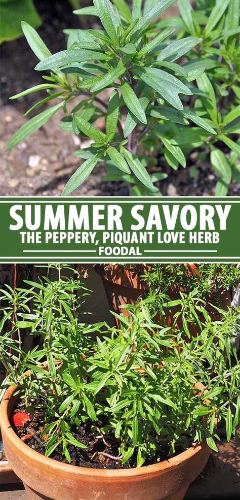 How To Dry Summer Savory, Savory Herb Uses, Summer Savory Herb Recipes, Summer Savory Herb, Garden Preservation, Savory Plant, Herb Magic, Summer Savory, Hippie Garden