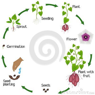 Life cycle of sweet potato plant on a white background, beautiful illustration. Cane Plant, Sweet Potato Plant, Indoor Flowering Plants, Biology Facts, Corn Plant, Plant Seedlings, Plant Life Cycle, Flax Plant, Plant Science