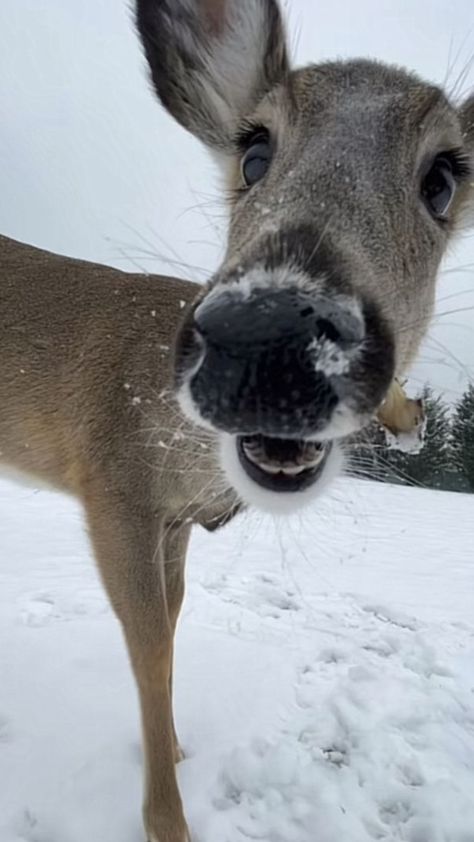 A Deer, The Snow, Close Up, Deer