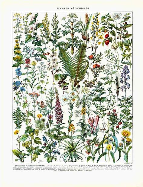 Medical Plants, Illustration Botanique Vintage, Artwork Flowers, Adolphe Millot, Herb Wall, Antique Botanical Print, Plant Art Print, Illustration Botanique, Botanical Illustration Vintage