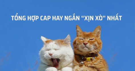 Cap Facebook Hay, Cap Hay Facebook, Cap Hay Cute, Captions Hay, Cap Facebook, Caption Hay, Vietnamese Quotes, Easy Spells, Cap Hay