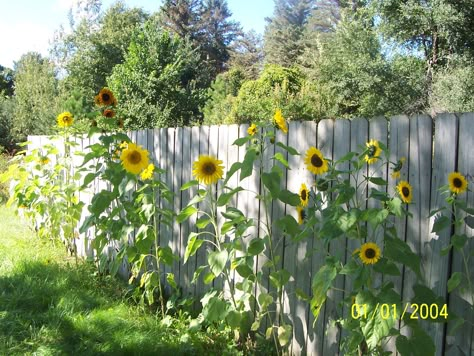 Sunflower Garden Ideas, Growing Sunflowers, Planting Sunflowers, Backyard Plants, Backyard Flowers, Sunflower Pictures, Corner Garden, Sunflower Garden, Garden Pictures