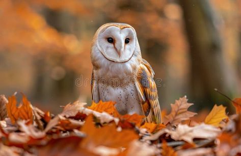 Barn Owl Perched on Fallen Leaves in Autumn Forest royalty free stock photography Barn Owl Photography, Owl Photography, Fallen Leaves, Autumn 2024, Vector Portrait, Autumn Forest, Barn Owl, Autumn Colors, Stock Photography Free