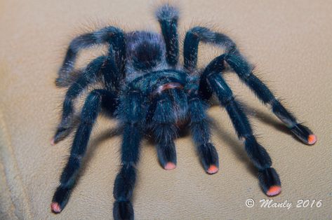 Name: Pinktoe Tarantula (Avicularia avicularia); Range: Northern South America, Trinidad & Tobago Avicularia Avicularia, Pinktoe Tarantula, Pretty Spiders, Pink Toe Tarantula, Tarantula Habitat, Pet Tarantula, Pet Spider, Trinidad Tobago, Cool Bugs