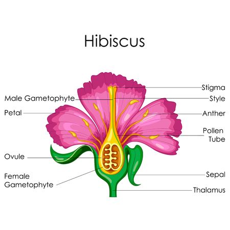 Parts Of A Hibiscus Flower, Parts Of Hibiscus Flower, Diagram Of A Flower, Science Diagram, Wishes Song, Hibiscus Flower Drawing, Flower Anatomy, Flower Parts, Biology Diagrams