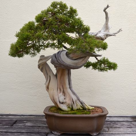 Chinese Juniper Bonsai Tree | ... bonsai trees on the market is the beautiful juniper bonsai tree this Chinese Elm Bonsai, Elm Bonsai, Flowering Bonsai Tree, Jade Bonsai, Bonsai Tree Types, Pine Bonsai, Bonsai Tree Care, Bonsai Techniques, Tanaman Indoor