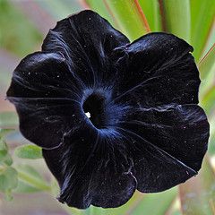 Black Velvet Petunia, Black Petunias, Petunia Flower, Goth Garden, Gothic Garden, Witch Garden, Tulip Bulbs, Unusual Plants, Black Flowers