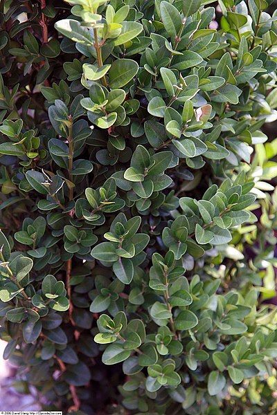 Buxus Sempervirens, Plant Identification, Greenhouse Gardening, Landscape Plans, Back Garden, Garden Center, Wikimedia Commons, Preston, Garden Plants