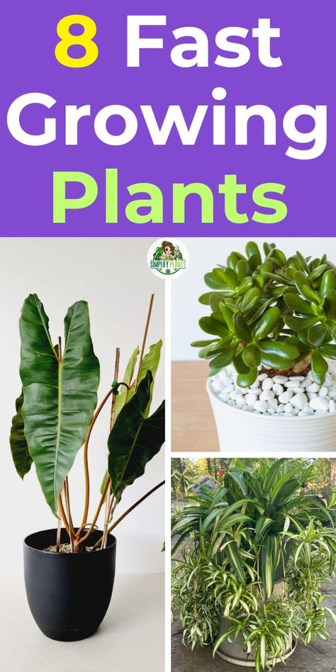 "Discover the beauty of 8 fast growing plants perfect for your indoor 
jungle! These fast growing houseplants not only enhance your plant decor 
but also bring life to any space. Explore our selection of fast growing 
indoor plants that thrive effortlessly, making them ideal for busy plant 
lovers. Transform your home with beautiful plants that grow quickly and add 
a touch of greenery to your life!" Easy To Grow House Plants, Fast Growing Houseplants, Best Indoor Plants For Beginners, Grow Plants Indoors, House Paints, Indoor Cactus Plants, Gardening Indoors, Indoor Plants Low Light, Indoor House Plants