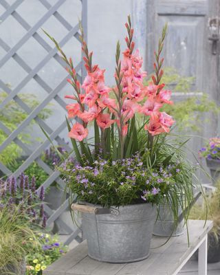 Plant Gladiolus Bulbs, Sympathy Plants, Gladiolus Bulbs, Gladiolus Flower, Backyard Flowers, Gladioli, Plant Spacing, Vibrant Flower, Elegant Flowers