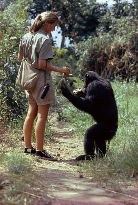 To celebrate her 85th birthday, National Geographic revisits Jane Goodall’s 1963 article about the chimpanzees of Gombe Stream Game Reserve. Wildlife Biology, Dian Fossey, Conservation Biology, Wildlife Biologist, 85th Birthday, Zoo Keeper, Animal Conservation, Jane Goodall, Wildlife Sanctuary