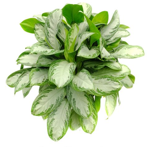 Chinese Evergreen Plant, Low Maintenance Indoor Plants, Silver Bay, Insecticidal Soap, Chinese Evergreen, Evergreen Plants, Water Me, Yellow Leaves, Plant Collection