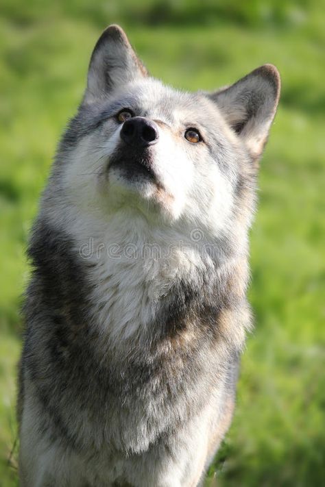 Wolf Looking Up, Dog Looking Up, Wolf Front View, Looking Up Portrait, Northwestern Wolf, Canine Reference, Wolf Beautiful, Animal Expressions, Wolf Sitting