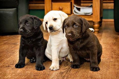 Black, brown & white lab puppies Labrador Noir, Labrador Retriever Puppies, Lab Puppies, Labrador Puppy, Weimaraner, Newfoundland, 귀여운 동물, Mans Best Friend, Animals Friends