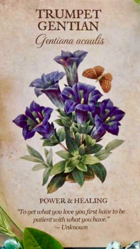 Trumpet gentian meaning / Gentiane acaule symbolique Botanical Inspirations Oracle Deck de Lynn Araujo Botanical Inspirations Deck, Ancient Flowers, Flower Language, Gentian Flower, Flower Dictionary, Piskel Art, Postal Vintage, Flower Guide, Flower Meanings