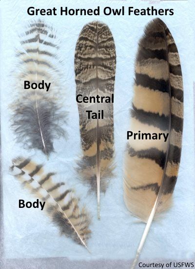 Great Horned Owl feathers. Have you ever found these outside on the ground? Owl Feather Tattoos, Feather Identification, Owl Feathers, Feather Meaning, Types Of Feathers, Owl Feather, Owl Tattoo Design, Bird Wings, Great Horned Owl