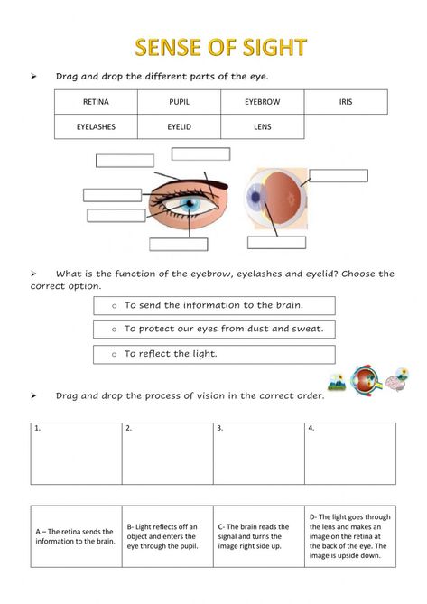 Parts Of The Eyes Worksheet, Giphy Instagram, Eye Function, Optometry Office, Eye Anatomy, Human Body Organs, Parts Of The Eye, 6 Class, Sense Of Sight