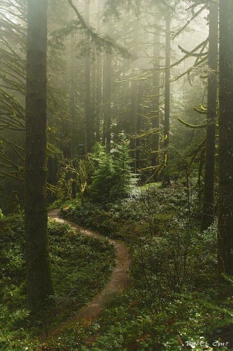 Dark Naturalism, Silver Falls State Park, Letchworth State Park, Dark Green Aesthetic, Photo Mug, Forest Path, Misty Forest, Forest Garden, Tall Trees