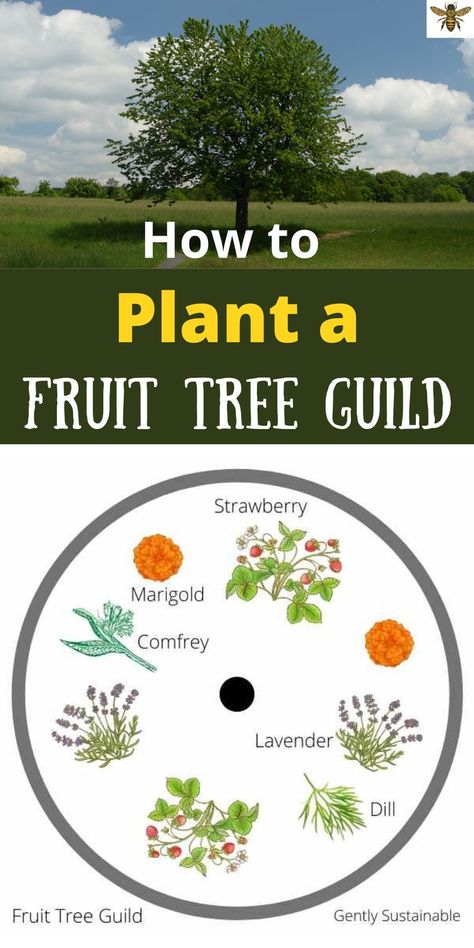 Fruit Trees In Raised Beds, Fruit Trees On A Slope, Fruit Tree Backyard Landscape, Underplanting Fruit Trees, Fruit Guild Layout, Citrus Trees Landscape Backyards, What To Plant Around Fruit Trees, Fruit Trees For Zone 8, Citrus Orchard Layout